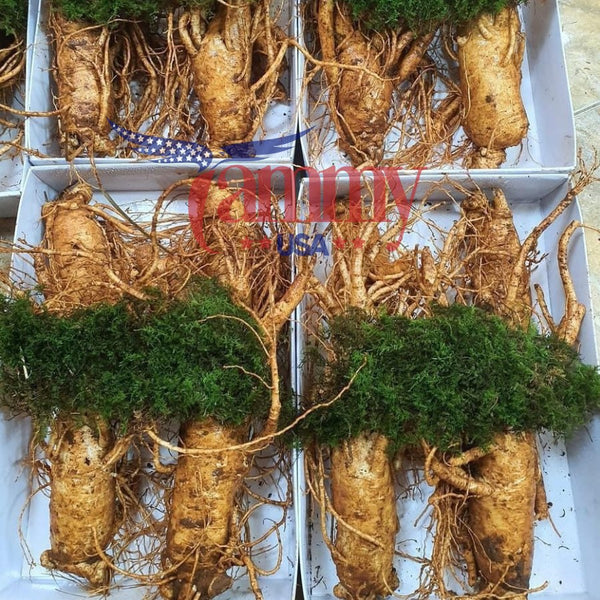 FRESH GINSENG 6 YEARS OLD