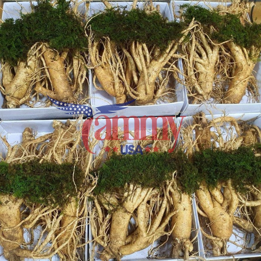 FRESH GINSENG 6 YEARS OLD