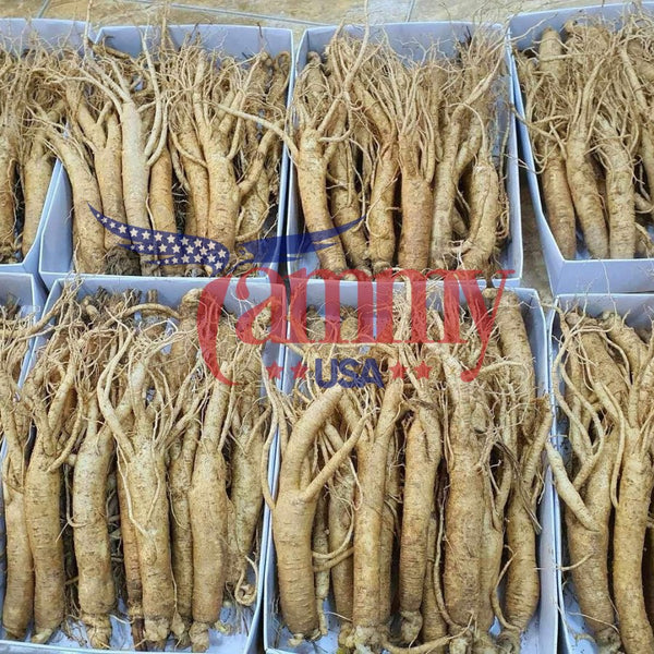 FRESH GINSENG 4 YEARS OLD