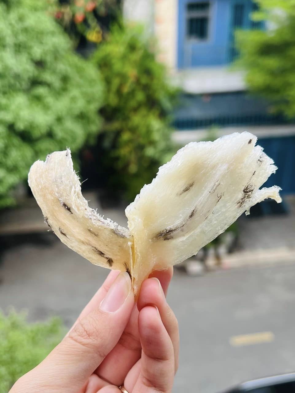 CHรN YแบพN THร 100GR