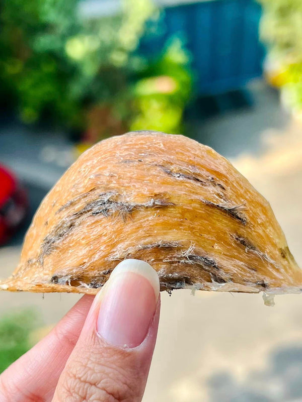 Hong yen 100GR