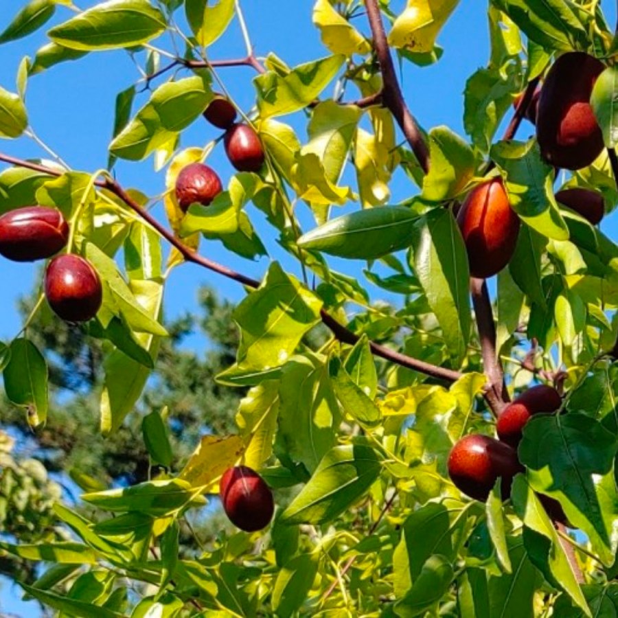 TÁO ĐỎ HÀN QUỐC (KOREAN RED DATES)
