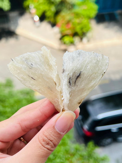 CHÂN YẾN THÔ 100GR
