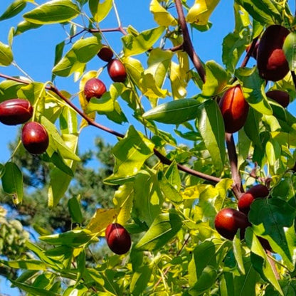 TÁO ĐỎ HÀN QUỐC (KOREAN RED DATES)